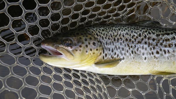 Farmington River