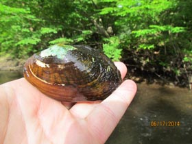 Eastern Lampmussel