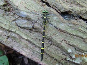 TigerSpiketailDragonfly