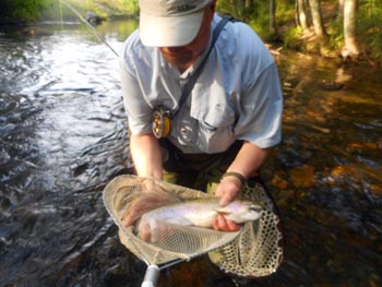 Big Swift Trout